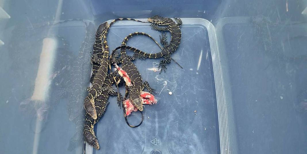 Ülkeye bavulun içinde timsah sokmaya çalıştılar! 12'si canlı, 5'i ölü ele geçirildi 3